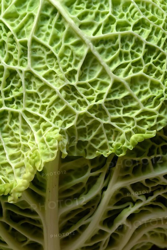 Savoy cabbage, detailed view of savoy cabbage