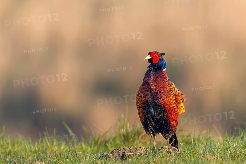The pheasant cock (Phasianus colchicus) has taken up position on a molehill and is about to flap its wings – a typical courtship ritual, courtship, mating season, colourful, spring, April, Germany