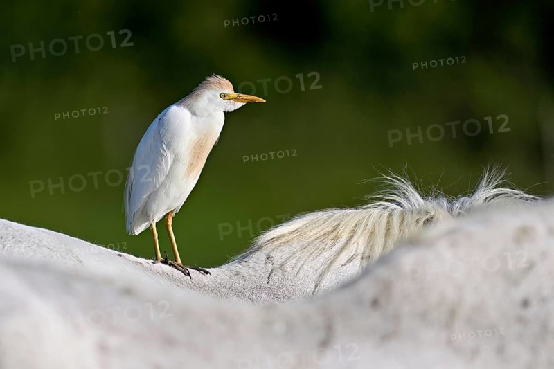 Cattle egret (Bubulcus ibis), standing on the back of a Camargue horse, Camargue, southern France, France