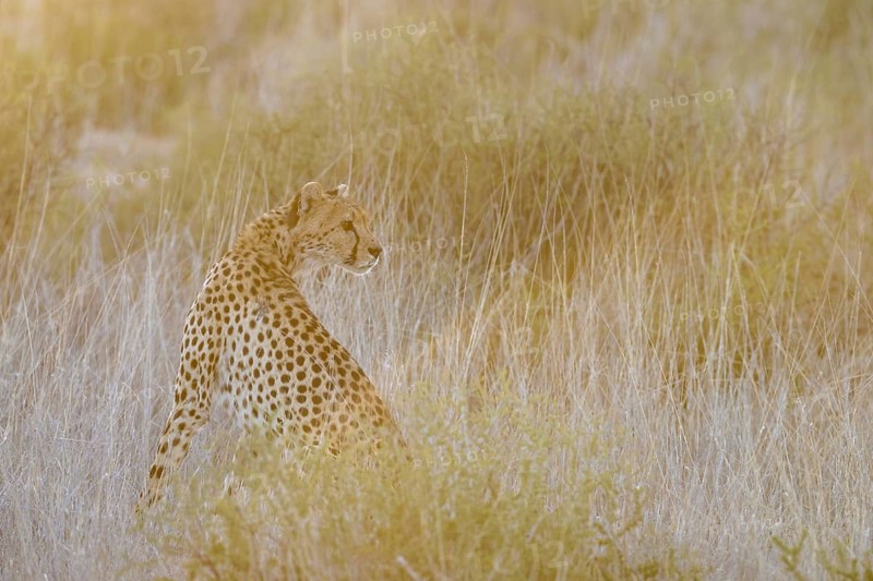 Cheetah (Acinonyx jubatus). Female at sunrise. Kalahari Desert, Kgalagadi Transfrontier Park, South Africa