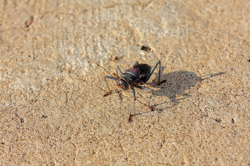 An insect on sandy soil, in a dry and sunny environment, Armoured bush cricket in Etosha Park in Namibia (Acanthoplus discoidalis)