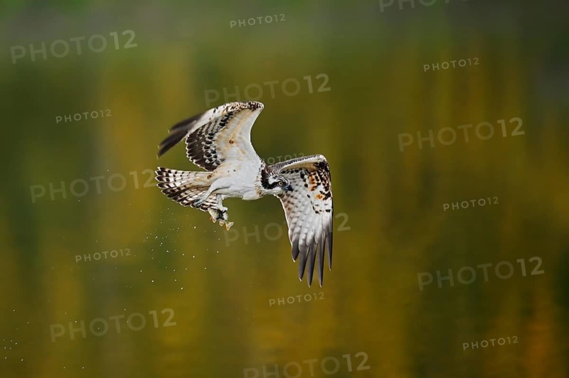 An osprey (Pandion haliaetus) flies over a lake with a fish caught in its talons, North Rhine-Westphalia, Germany