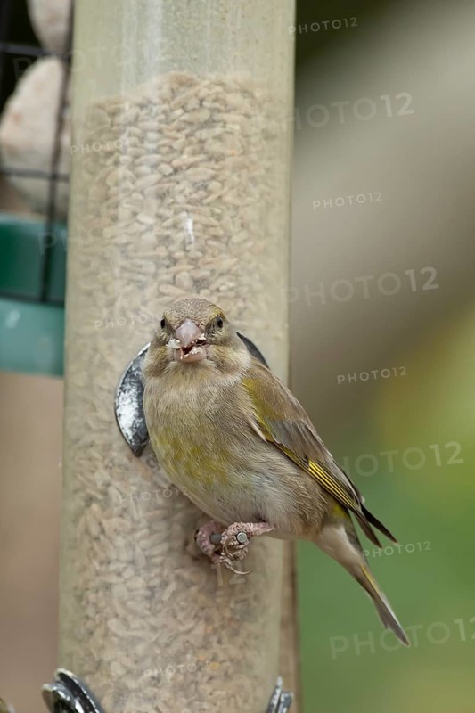 Eurasian greenfinch (Chloris chloris) adult garden bird eating sunflower hearts seeds from a bird feeder, England, United Kingdom