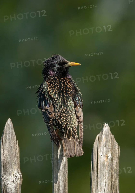 Star, Starling, Sturnus Vulgaris, Birds, Garden, Garden Fence, Garden Fence, High Size, Portrait, Passeri, Songbirds, Birds