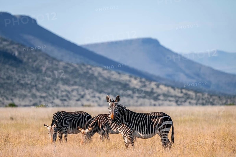 Herd, Cape Mountain Zebra (Equus zebra zebra), adult animal, Mountain Zebra National Park, Eastern Cape, South Africa