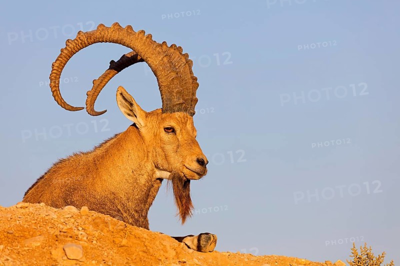 Nubian ibex, Nubian ibex, (Capra nubiana), animals, mammals, ibex, Ben Gurion's Tomb, Midreshet Ben-Gurion, HaDarom, Israel