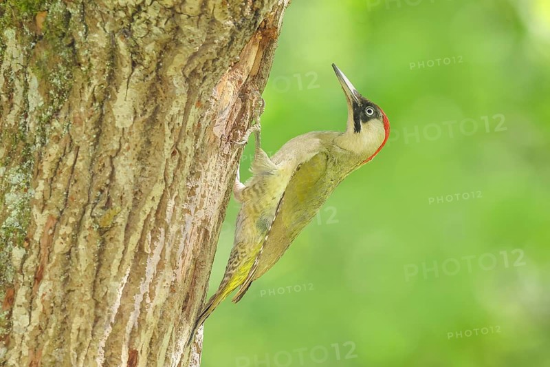 Green woodpecker (Picus viridis) female at the breeding cavity in an old oak tree, wildlife, woodpeckers, woodpecker, nature photography, Neunkirchen, spring, Siegerland, North Rhine-Westphalia, Germany