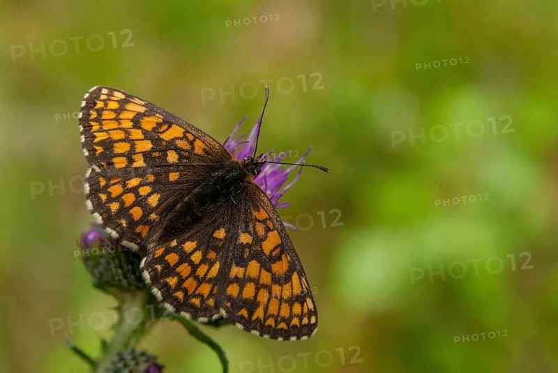 Common butterflies, heath fritillary, melitaea athalia, quail wheat moth, butterfly, insects, butterfly, butterflies, butterflies