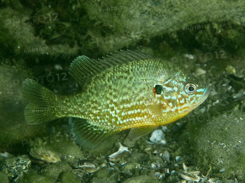 A pumpkinseed sunfish (Lepomis gibbosus) with a richly mottled pattern swims in clear water at the Baumgärtli dive site, Lake Zug, Lake Immen, Canton of Schwyz, Switzerland