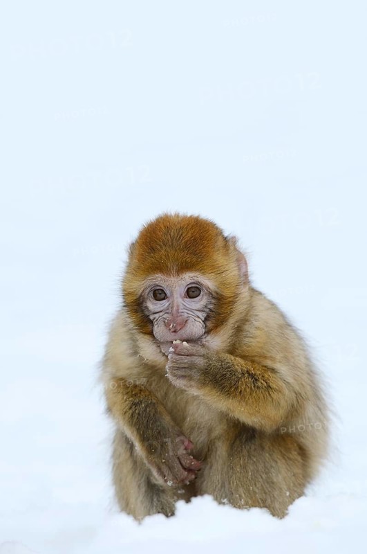 Barbary macaque or magot (Macaca sylvanus), young animal sitting in the snow and eating, winter, Azrou, Morocco