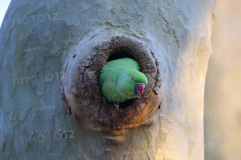 A parrot explores its surroundings whilst peering out of a tree hollow, ring-necked parakeet (Psittacula krameri), adult, nesting hollow, Luisenpark, Mannheim, Baden-Württemberg, Germany