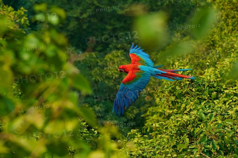 A lively parrot with outstretched wings flies dynamically through the air: the green-winged macaw, or dark-red macaw (Ara chloroptera), Buraco Das Araras, Bonito, Pantanal, Brazil