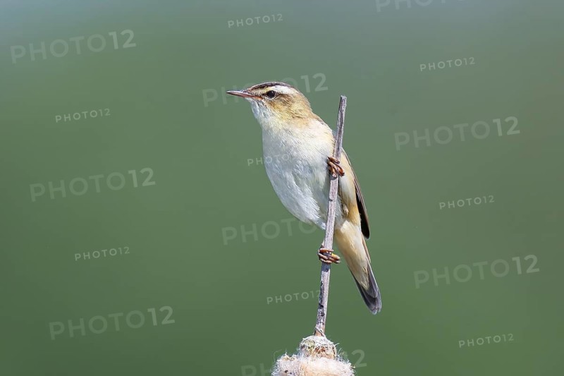 Reed Warbler (Acrocephalus schoenobaenus) sitting on a reed, wildlife, migratory bird, nature photography, wildlife, Ochsenmoor, Lake Dümmer, Lower Saxony, Germany