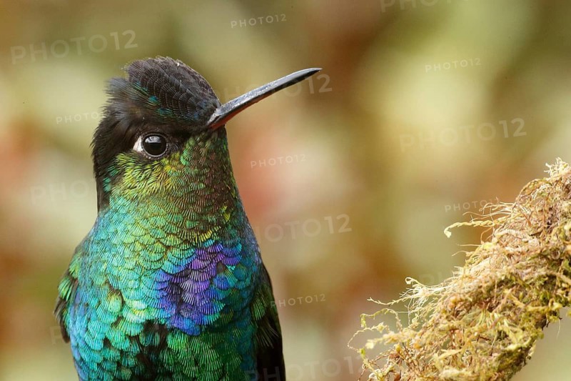 Fiery-throated Hummingbird (Panterpe insignis), Costa Rica