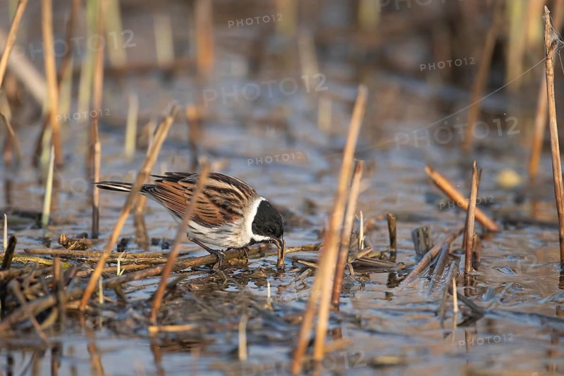 Reed bunting (Emberiza schoeniclus) adult bird feeding in a reedbed, England, United Kingdom