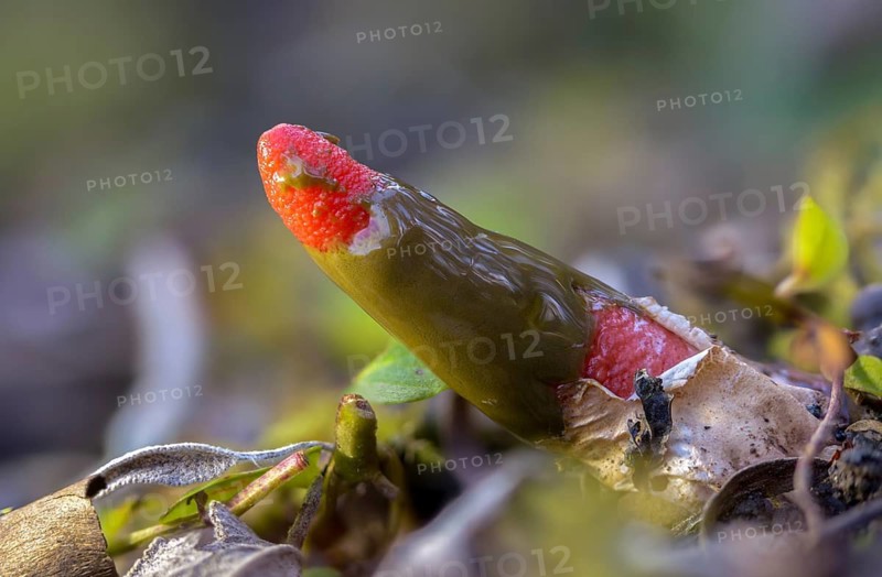 Corynites brevis, Corynites ravenelii, raspberry-red dog rod, mutinus brevis, mutinus ravenelii, phallus ravenelii, red stinkhorn, fungi, mushrooms