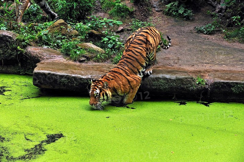 A Siberian tiger (Panthera tigris altaica) steps into a moat covered with green Common duckweed (Lemna minor), Nuremberg Zoo, Am Tiergarten 30, Nuremberg, Middle Franconia, Bavaria, Germany