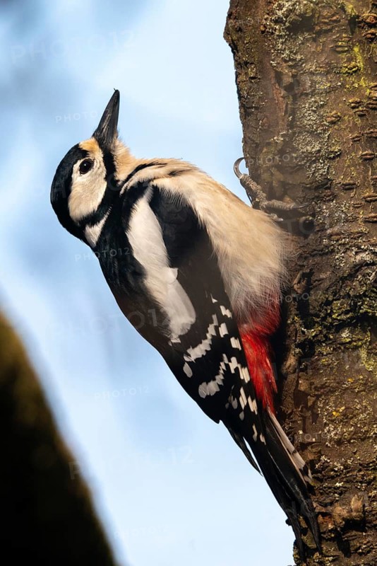 Great Spotted Woodpecker, Great Spotted Woodpecker, Birds, High Size, Portrait, Piciforms, Woodpeckers, Birds, Woodpecker