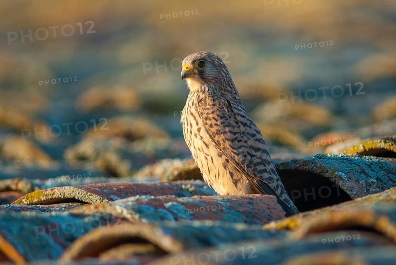 Falco naumanni, lesser kestrel, rubella falcon, birds, extremadura, falcon, falconiformes, falcons, female, birds of prey, hawk, raptor, raptors, Spain, birds, female