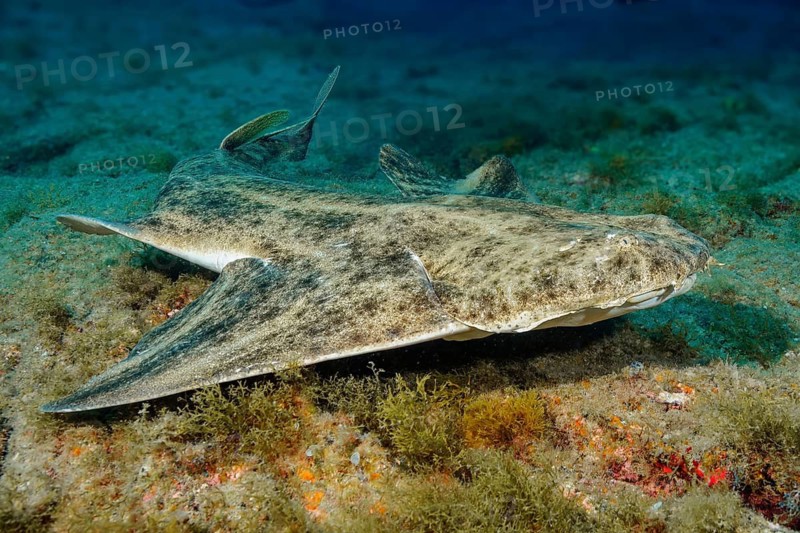 Underwater photo close-up of predatory fish Common angel shark (Squatina squatina) swimming close to the viewer on the seabed, East Atlantic, Fuerteventura, Canary Islands, Spain