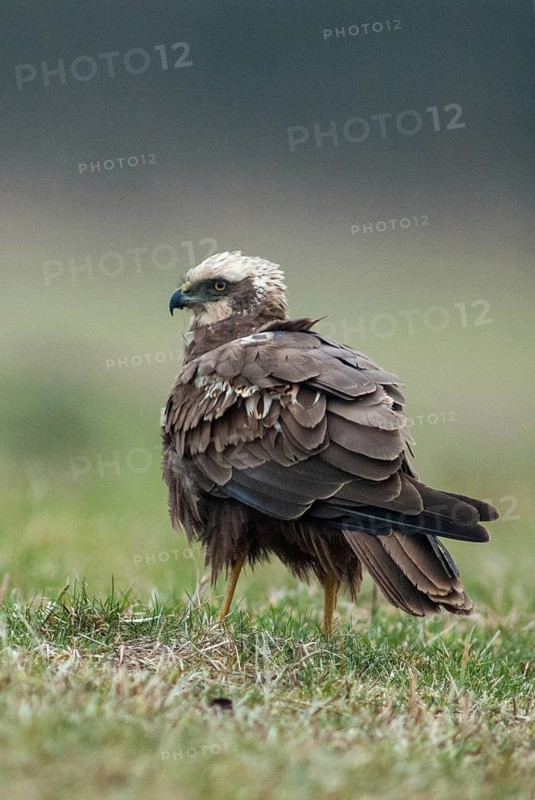 Accipitriformes, Circus Aeruginosus, Marsh Harrier, Harrier, Birds, Falling Game, Female, Birds of Prey, High Size, Portrait Format, Leo, Babes, Raptors, Birds, Female