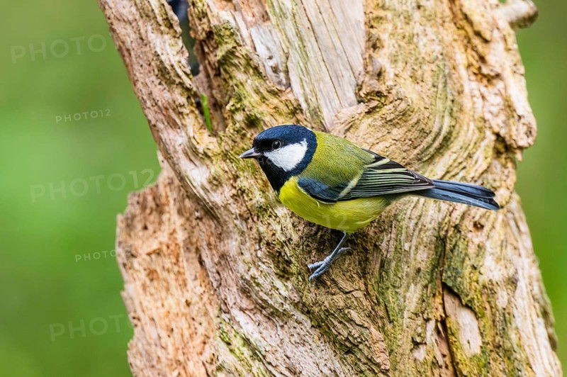 Great tit (Parus major) sitting on an old wrotten tree trunk at a swamp, Bavaria, Germany