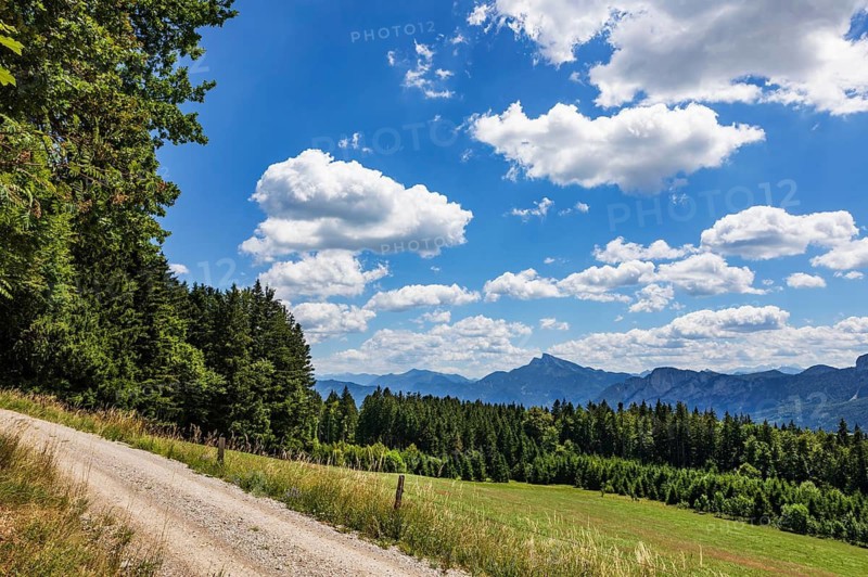 Mountain landscape with green forest and alpine meadow, forest trail, Mondseeland, Salzkammergut, Upper Austria, Austria