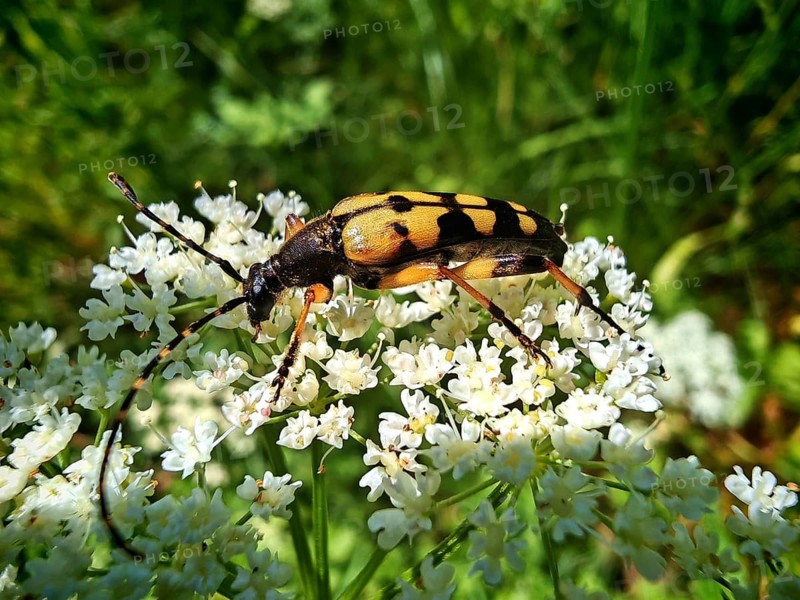 A black and yellow beetle, the spotted longhorn beetle (Rutpela maculata), with long antennae, in close-up on the pale flowers of the black elder (Sambucus nigra), Rennsteig, Frankenwald nature park Park, Upper Franconia