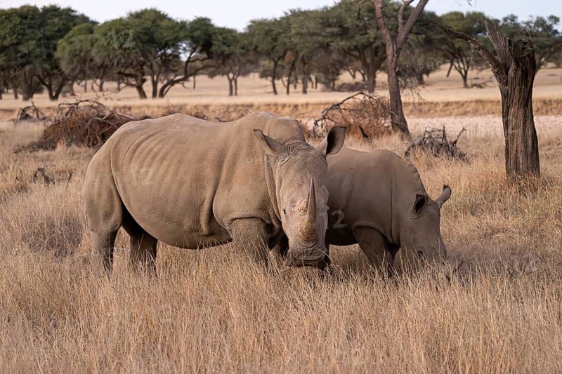 White rhinoceros (Ceratotherium simum), mother and calf, Khomas Region, Namibia