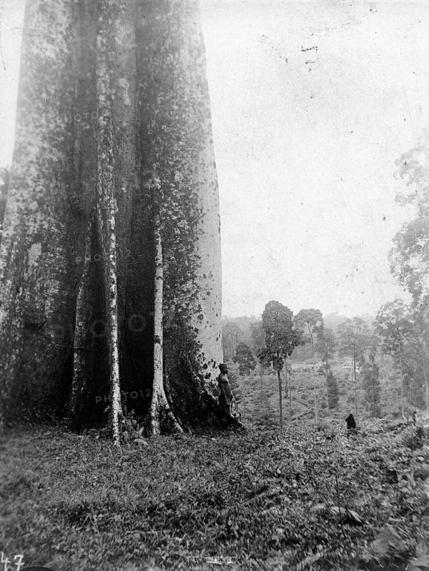 Jungle giant, tribe, New Guinea, historic, around 1930s