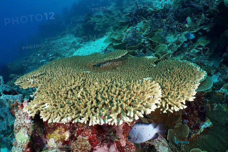 Hyacinth Table Coral (Acropora hyacinthus) on the seabed with fish nearby, at the Coral Garden dive site, Menjangan, Bali, Indonesia