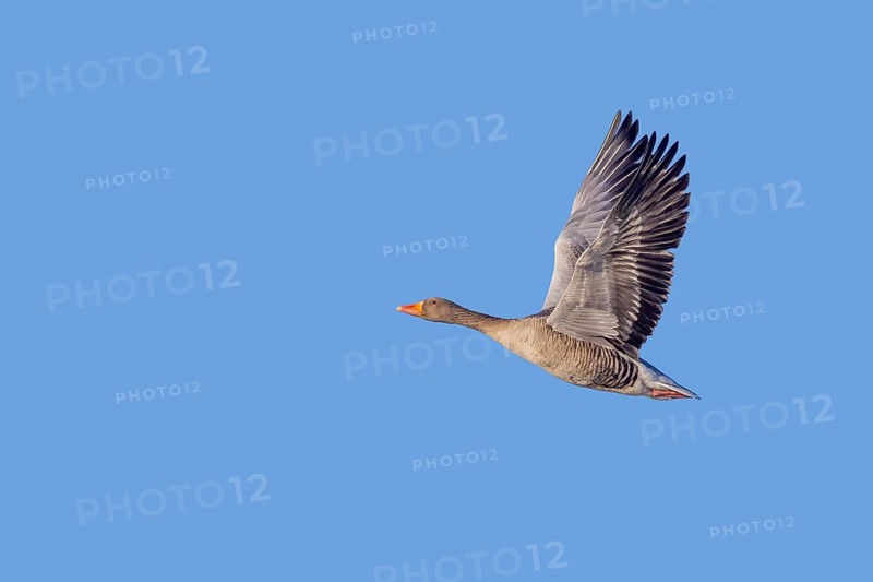 Greylag goose, graylag goose (Anser anser) flying against blue sky in winter