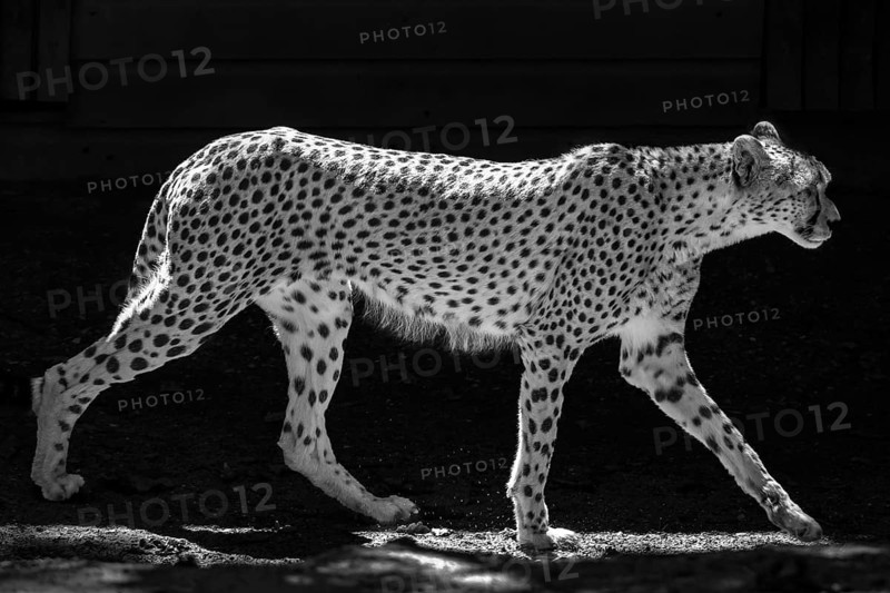 Cheetah (Acinonyx jubatus), black and white, Nuremberg Zoo, Middle Franconia, Bavaria, Germany