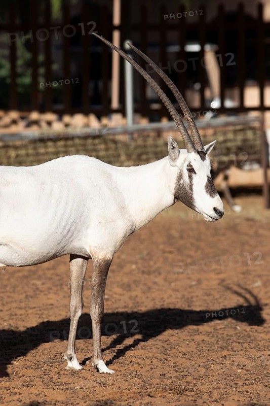 Arabian oryx (Oryx leucoryx) in the Arabian Oryx Camp, Wahiba Sands desert or Rimal Al Wahiba or Sharqiyya Sands, Janub ash-Sharqiyya region, Oman