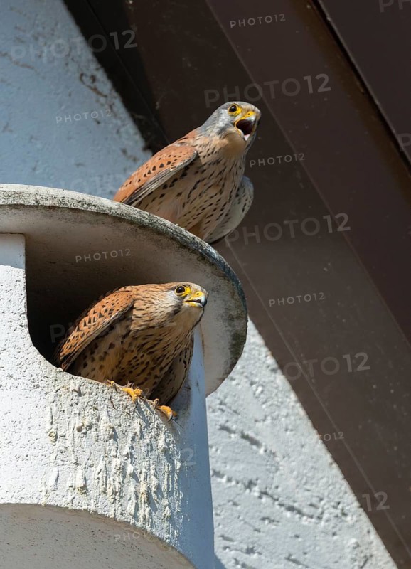 Falco tinnunculus, Common Kestrel, kestrel, birds, breeding ground, falconiformes, falcons, birds of prey, high size, portrait format, nesting box, couple, raptors, birds