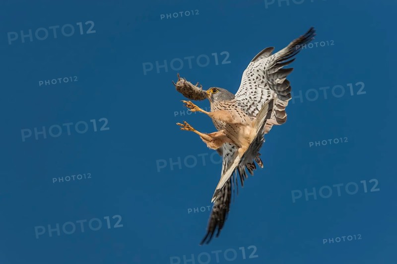 Falco tinnunculus, Common Kestrel, kestrel, approach, prey, birds, falconiformes, falcons, flying, flight, birds of prey, mouse, raptors, birds