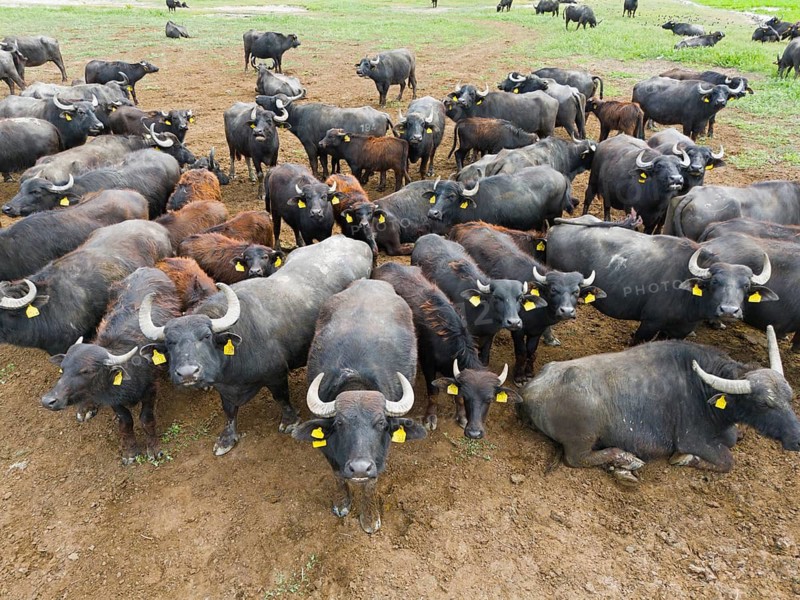 Large group of buffaloes looking intently and curiously at the camera, aerial view, water buffalo, Hortobagy National Park, Hortobágyi Nemzeti Park, Hortobágyi Csillagoségbolt Park, Puszta, steppe area, UNESCO biosphere reserve, Hungary