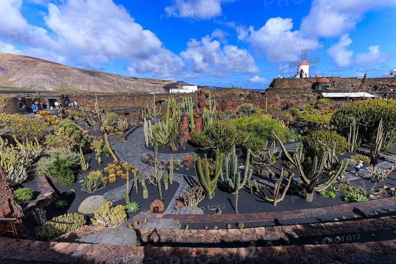 Lanzarote, Canary Islands, Spain, Europe, Cesar Manrique Jardin de Cactus near Guatiza, terraced cactus landscape with a windmill under sunny sky