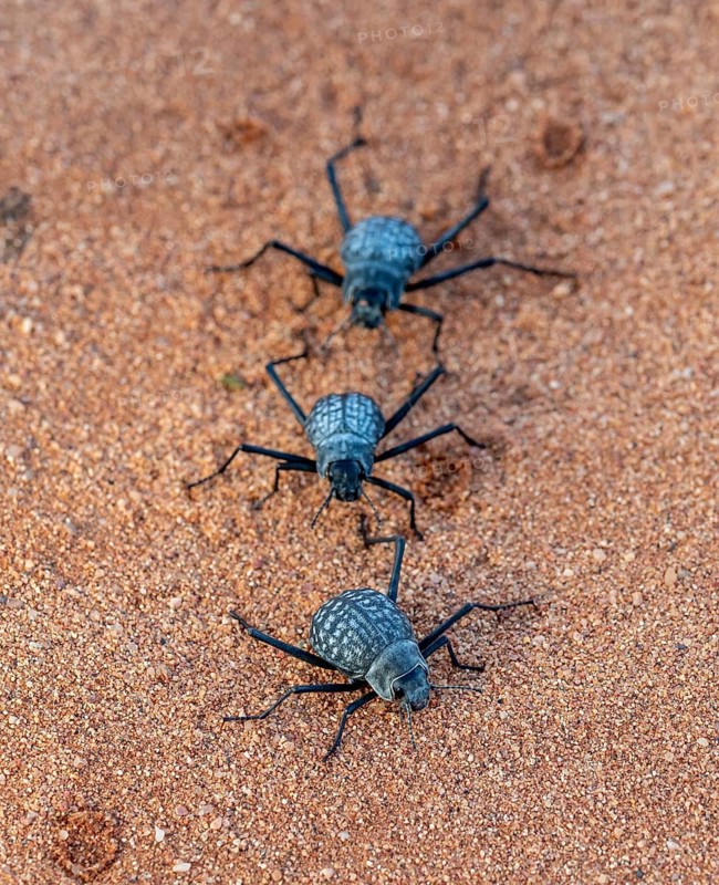 Three fog-drinking beetles (Onymacris unguicularis), Toktokkie beetles, in the sand, Namib Desert, Namib Naukluft Park, Namibia