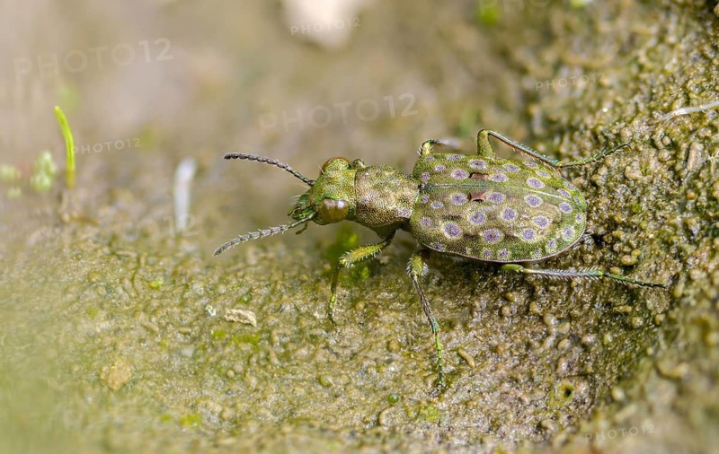 Carabidae, Dull Greenish-Bronze Ground Beetle, Elaphrus Riparius, Common Rash Beetle, Green Socks Peacock, Small Sandpiper, Beetle, Coleoptera, Insects, Beetles, Ground Beetles, Y12