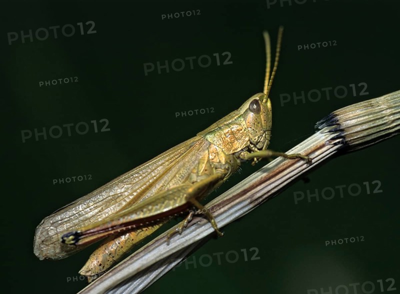 Acrididae, Caelifera, Chrysochraon dispar, field locusts, gomphocerinae, grasshoppers, big goldscares, short-feeler, large gold grasshoppers, grasshoppers, insects, insects, leo