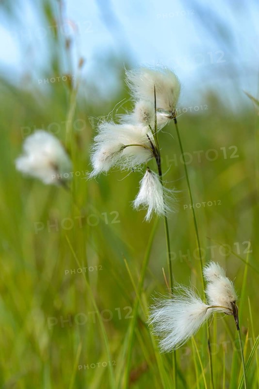 Cyperaceae, Eriophorum angustifolium, sour grass, narrow-leaved cotton grass, common cottongrass, common cottonsedge, flora, high size, portrait format, plants, cotton grass