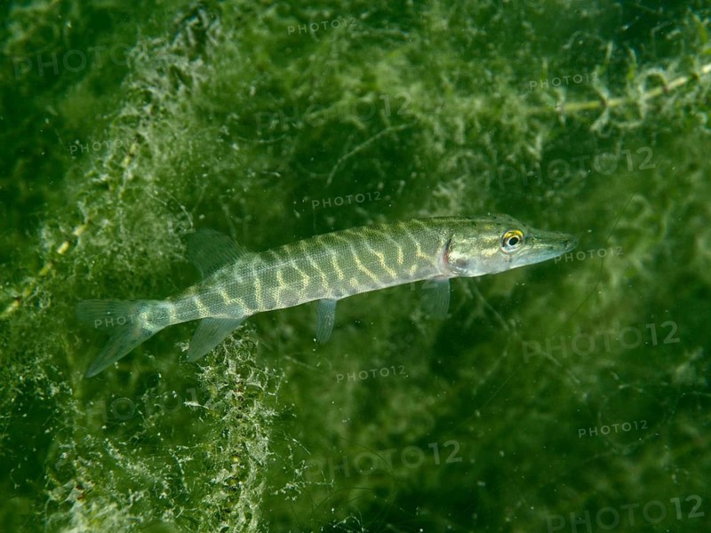 A pike (Esox lucius) lies in wait amongst green algae, Baumgärtli diving spot, Lake Zug, Lake Immen, Canton of Schwyz, Switzerland