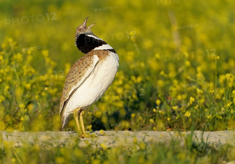 Little Bustard (Tetrax tetrax), courtship in front of sunrise, preparing for the courtship leap, Aragon, Spain