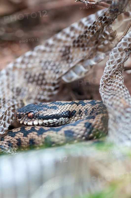 European adder, European viper, venomous snake, vipera berus, critters, poisonous, skin, molting, reptiles, male, reptilia, reptiles, snakes, slough, snakes