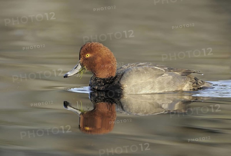 Redhead (Aythya americana) male, British Columbia, Canada