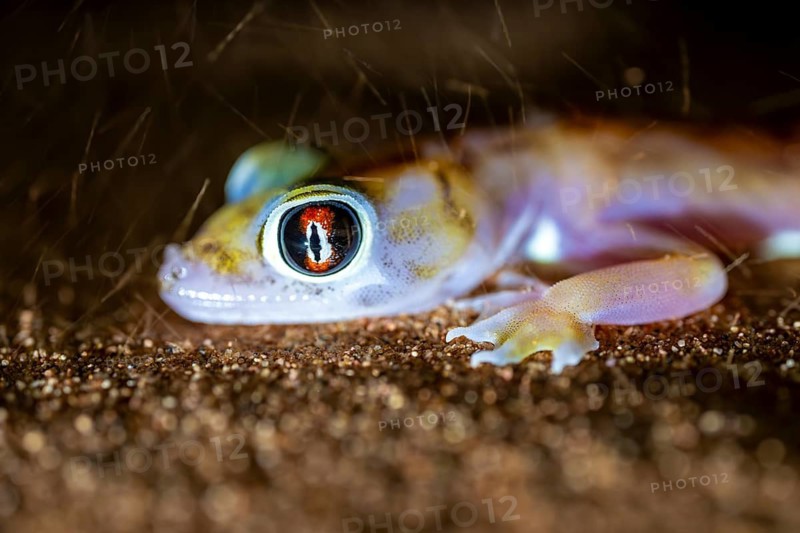 Palmato gecko (Pachydactylus rangei), night shot with blowing sand, NamibRand Nature Reserve, Namib Desert, Namibia