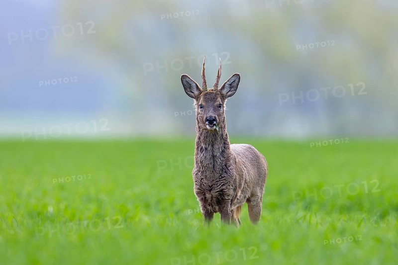 European roe deer (Capreolus capreolus) adult buck, male foraging in farmland in spring
