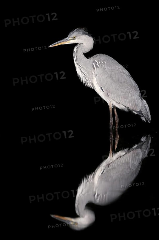 Grey heron (Ardea cinerea) standing in the water, with reflection, North Rhine-Westphalia, Germany