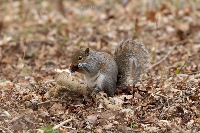 Grey squirrel (Sciurus carolinensis) adult rodent animal eating in a woodland, England, United Kingdom